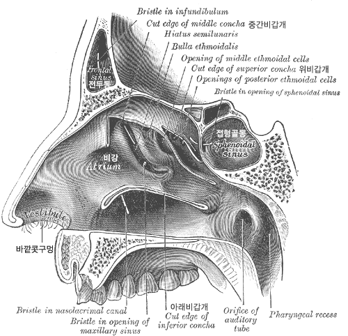 코의 구조/ Gray's Anatomy 1918 