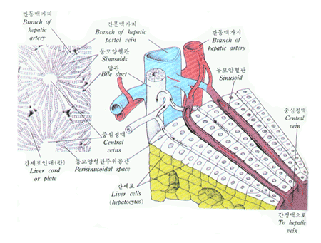 그림: 간의 현미경적 구조, 소스: 인체해부학/현문사